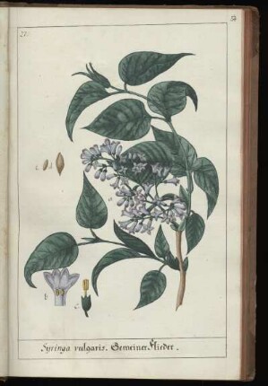 27. Syringa vulgaris. Gemeiner Flieder