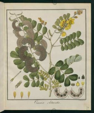 34r, Cassia obtusata