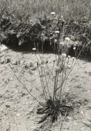Korbblütengewächse (Asteraceae). Gemeines Ferkelkraut (Hypochaeris radicata L.). Einzelstaude, Ostkarpaten