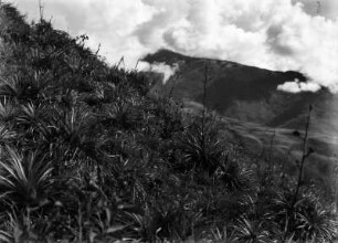 Andenvegetation (Südamerikareise 1926-1929)