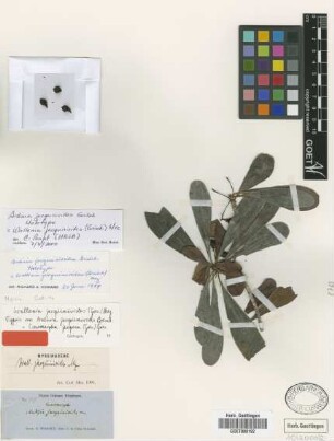 Conomorpha jacquinioides (Griseb.) Griseb.