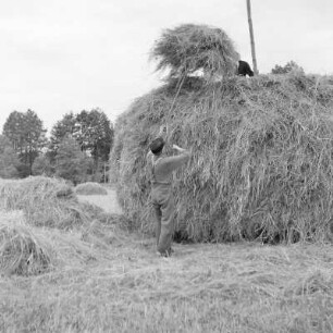 Das Heuschobern. Das Heu wird auf das Holzgestell geschichtet. : Kopjenje ,,Stog". Syno so na drjewjany košćowc worštuje.