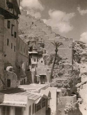 Israel. Kloster Mar Saba. Die Palme des Heiligen Sabas