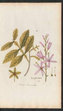 192. Quassia amara