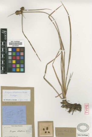Scirpus cubensis Not on Sheet