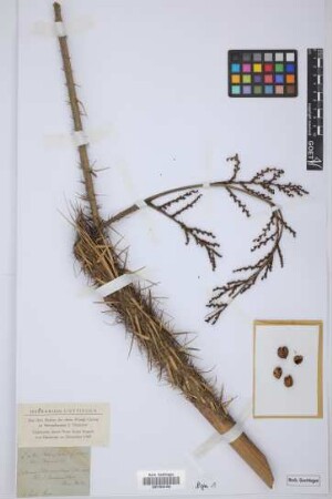 Calamus leucacanthus Herm. Wend.