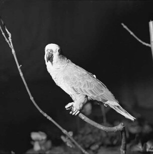 Verein der Vogelfreunde Knielingen. Vogelschau