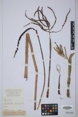 Chamaedorea sp.
