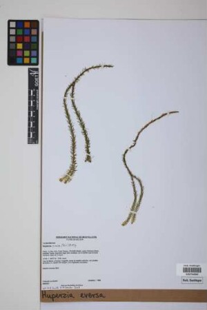 Phlegmariurus eversus (Poir.) B. &Oslash;llg.