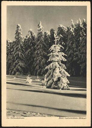 Schellerhau. Der Weihnachtsbaum. Postkarte : Schellerhau. Der Weihnachtsbaum. Postkarte mit einem Motiv aus der Sächsischen Landesbildstelle. Rudolf Schneider Verlag Reichenau/Sa. Schneider-Karte Nr. 1149.
