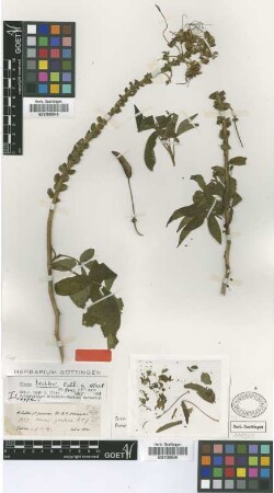 Cleome lechleri Eichler [isotype]