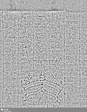 Lilienschild + IESV / LW = S.31/32