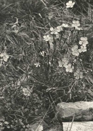 Heide-Nelke (Dianthus deltoides) im Osterzgebirge