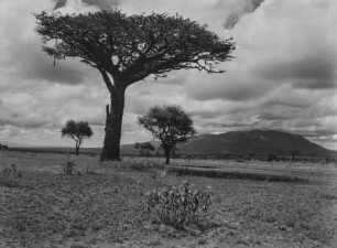 Schirmakazie : Schirmakazie in hügeliger Landschaft. Aufnahmeort unweit der Grenze zwischen Tansania und Kenia