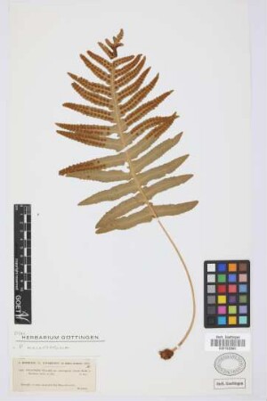 Polypodium vulgare var. macrophylla dentata Webb