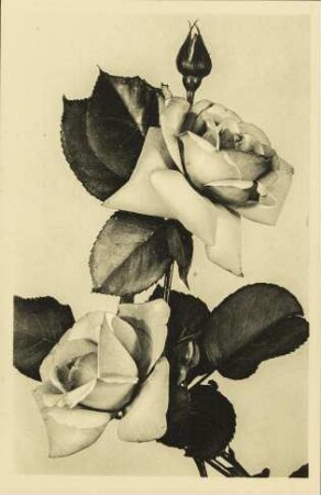[Blumen in schwarz-weiß]