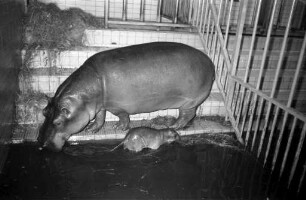 Nachwuchs bei den Nilpferden im Karlsruher Zoo.