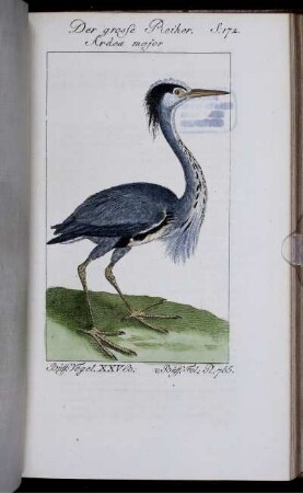 Der grosse Reiher. S.172.