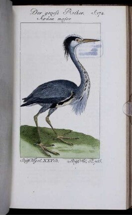 Der grosse Reiher. S.172.