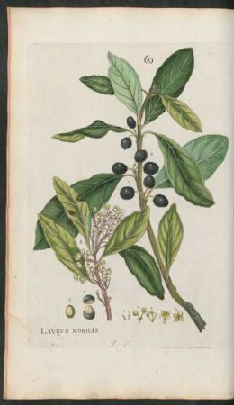 60. Laurus nobilis