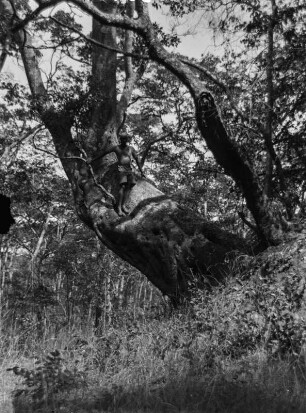 Baum bei Termitenhügel : Aus ursprünglich zwei Bäumen zusammengewachsener Stamm, nahe eines Termitenhügels.