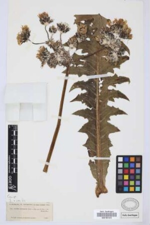 Sonchus congestus Willd.