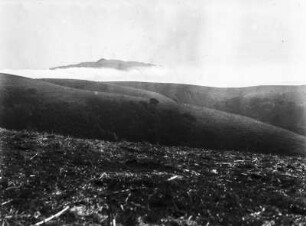 Nebel in den Berkeley Hills : Berglandschaft mit Nebel