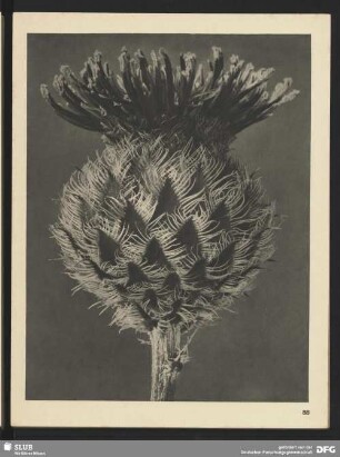 Centaurea Kotschyana - Flockenblume - Blütenköpfchen (9mal vergrößert)