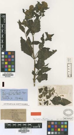 Stevia alpina Griseb. [type]
