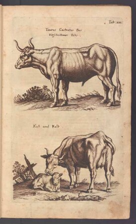 Verschnittener Ochs. Kuh und Kalb.