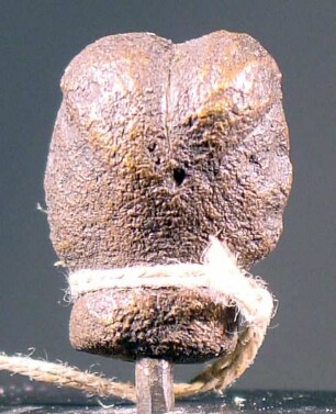Bekrönungsornament: Weiblicher Doppelkopf