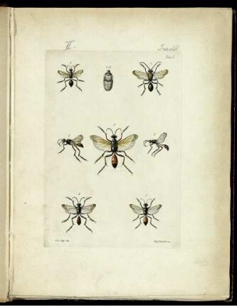 [2], [3], [2], [Pt. 1/2], Taf: [Fauna Del Regno Di Napoli Ossia Enumerazione Di Tutti Gli Animali Che Abitano Le Diverse Regioni Di Questo Regno E Le Acque Che Le Bagnano. [2]. [Animali Articolati]. [3]. [Insetti]. [2]. [Imenotteri]. [Pt. 1/2]