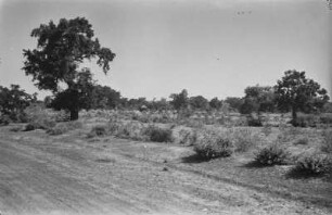Straße : Blick auf eine Landstraße, mit angrenzender Vegetation