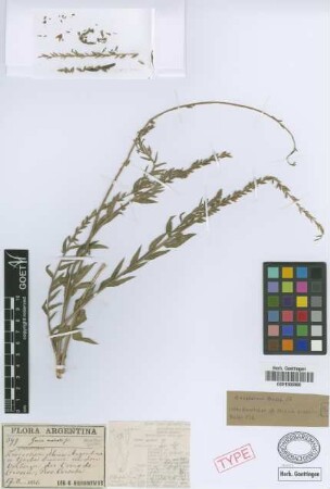 Gaura australis Griseb.