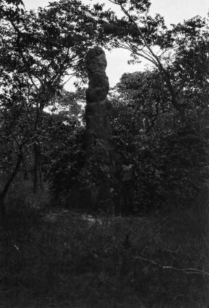 Termitenhügel : Hoher Termitenhügel mit hoher Säule in einem Wald.