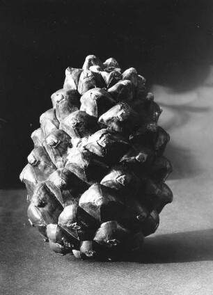 Pinienzapfen - Pinus pinea