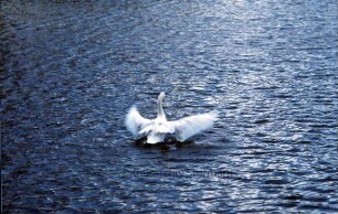 Mühlenteich: Schwan