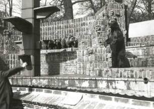 Leipzig, Zoologischer Garten : Leipzig. Zoologischer Garten. Bärenburg. Mit Braunbären (Ursus arctos) besetzte Bühne. Bären bettelnd vor fütternden Besuchern