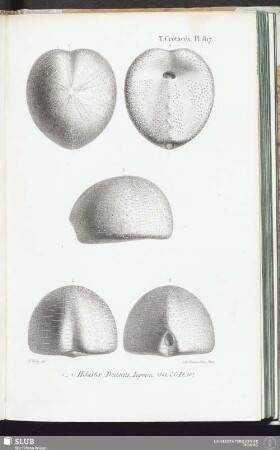 T. Crétacés, Pl. 817