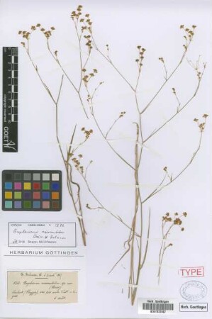 Bupleurum commutatum Boiss. & Balansa