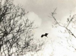Graureiher (Ardea cinerea), auch Fischreiher, fliegend über einer Brutkolonie im Obdertal bei Stettin