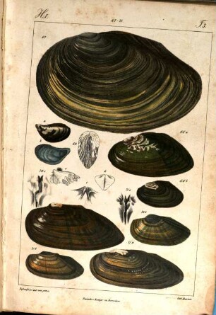 Iconographie der Land- und Süsswasser-Mollusken : mit vorzügl. Berücksichtigung d. europäischen noch nicht abgebildeten Arten, Tafelbd. 1. 1835/37 = Heft 1 - 6
