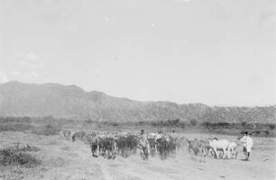 Buckelrinder : Rinder in einer Savannenlandschaft mit Hirte
