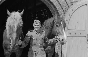 Zweiter Weltkrieg. Niederlande unter deutscher Besatzung. Wehrmachtsangehöriger, zwei Pferde am Zügel aus dem Stall führend (wohl bei Den Haag)