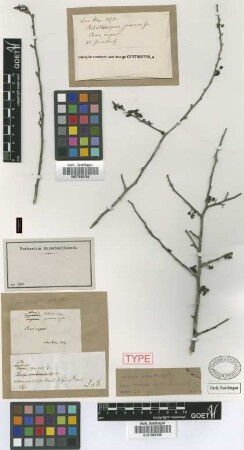 Achatocarpus praecox Griseb. [syntype]
