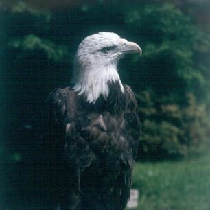 Berlebeck. Adlerwarte. Weißkopfseeadler