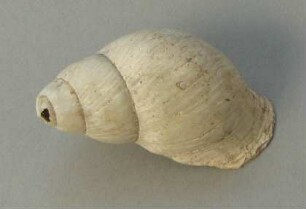 Schneckengehäuse
