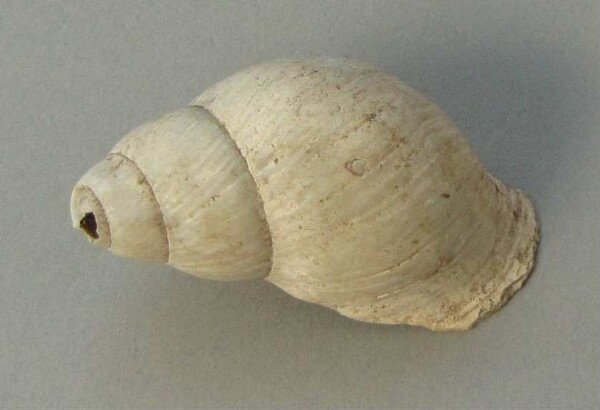 Snail shell