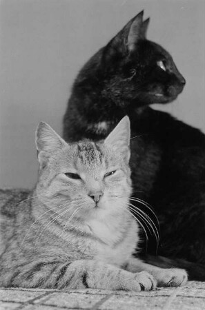 zwei Katzen