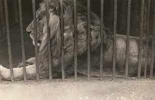 Dresden. Zoologischer Garten. Ruhender Löwe (Panthera leo)